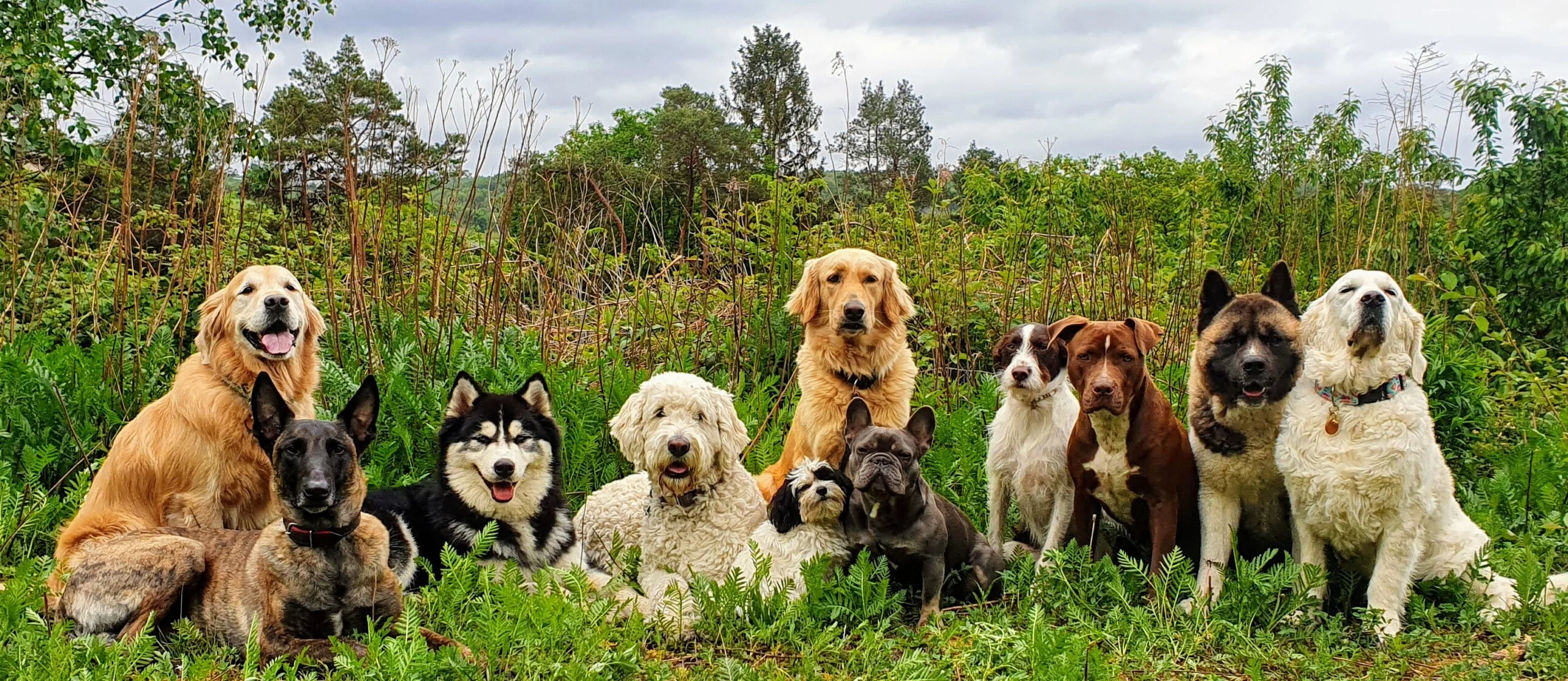 Dogwalker Essen, über mich